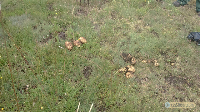 potatoes